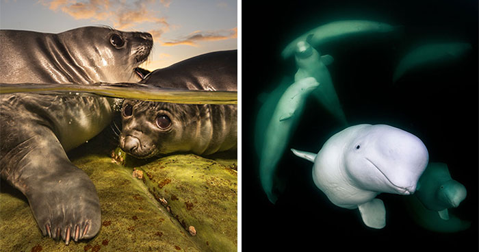 39 Underwater Photos That Prove There’s A Whole World We Never See