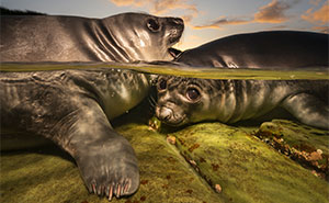 39 Underwater Photos That Prove There’s A Whole World We Never See