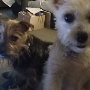 traceyattwood avatar