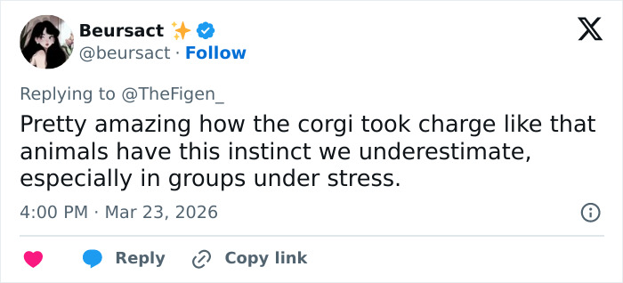 Seven Kidnapped Dogs Become Viral Sensation After They Escape Captors To Make Brave Journey Home Together