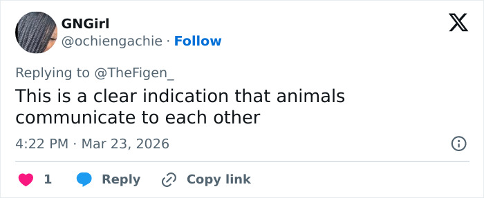Seven Kidnapped Dogs Become Viral Sensation After They Escape Captors To Make Brave Journey Home Together