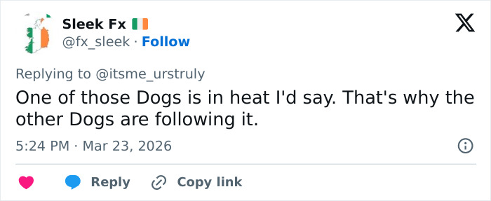 Seven Kidnapped Dogs Become Viral Sensation After They Escape Captors To Make Brave Journey Home Together