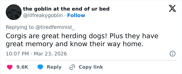 Seven Kidnapped Dogs Become Viral Sensation After They Escape Captors To Make Brave Journey Home Together