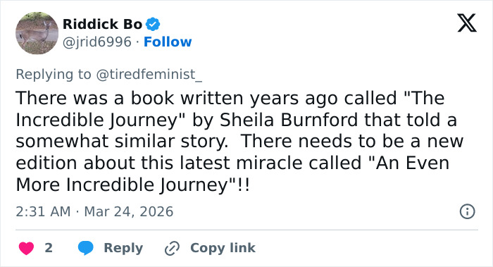 Seven Kidnapped Dogs Become Viral Sensation After They Escape Captors To Make Brave Journey Home Together