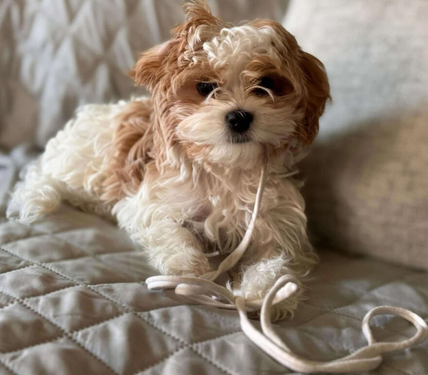 Small fluffy dog breed playing with white shoelace on a quilted surface, representing cutest small dog breeds.