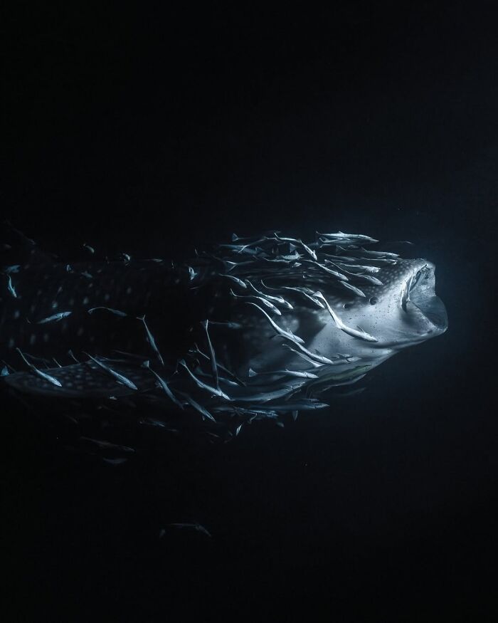 1st Place Fine Art Photographer Of The Year 2023 - Jade Hoksbergen