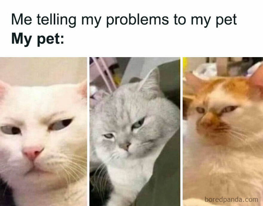 Three cats with skeptical and unimpressed expressions, perfect for chucklesome cat memes on the internet.