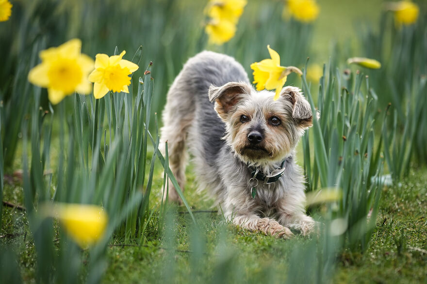 Small dog breed stretching on grass surrounded by blooming yellow daffodils in a garden setting.