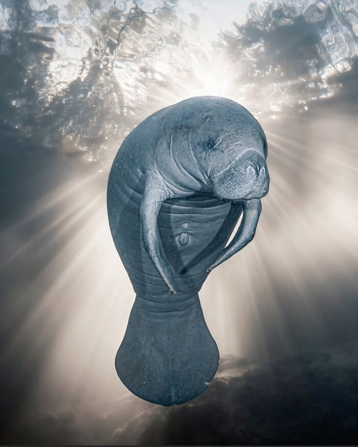 1st Place Conservation (Hope) Photographer Of The Year 2023 - Sylvie Ayer