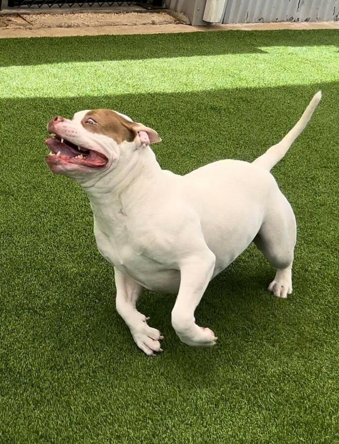 Happy dog playing on grass at daycare, showcasing joyful moments shared by dog owners and their pets.