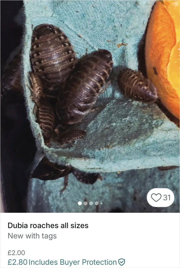 Close-up of dubia roaches for sale in a Vinted listing showcasing unusual items with zero rules on Vinted.