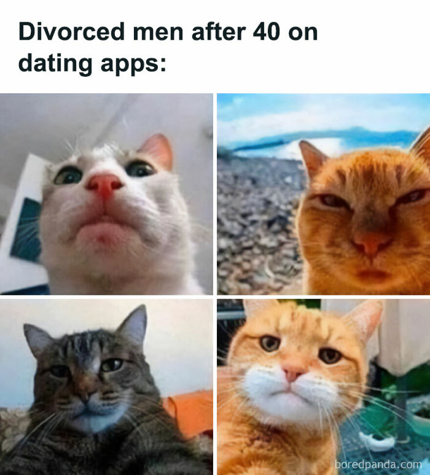 Four cats with funny and grumpy expressions representing chucklesome cat memes combining humor and internet culture.