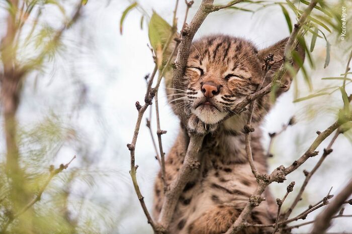 40 Incredible Wildlife Photos That Won Awards In Previous Years Of Wildlife Photographer Of The Year