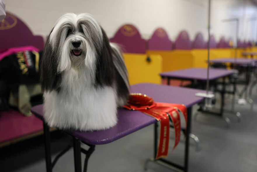 Small dog breed with long black and white fur sitting on a grooming table next to red award ribbons indoors.