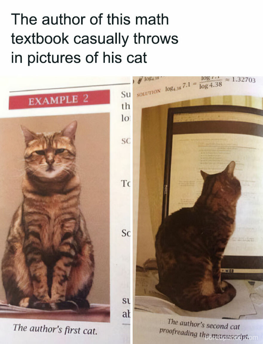 Cat memes featuring a math textbook author including chucklesome cat pictures for internet cat lovers.