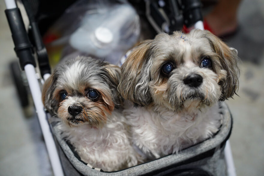 Two adorable small dog breeds with fluffy coats sitting together in a stroller, showcasing cutest small dog breeds.