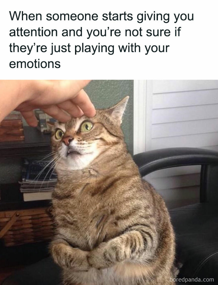 Tabby cat with wide eyes looking unsure while being petted, a funny cat meme combining chucklesome internet humor.