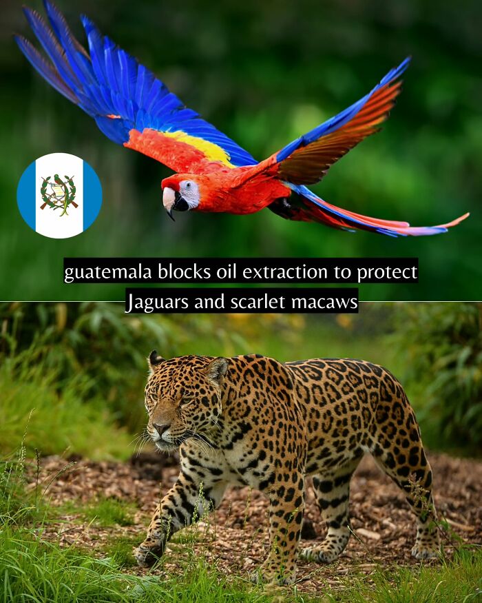Scarlet macaw in flight and jaguar walking in forest, highlighting good news on wildlife protection efforts.