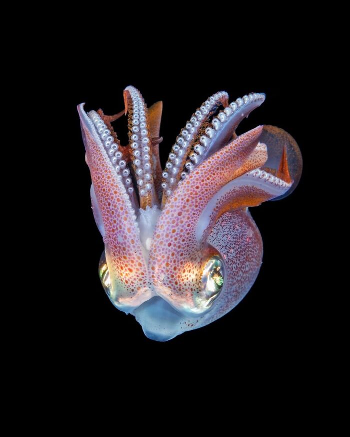 3rd Place Ocean Portfolio Award 2023 - Kat Zhou