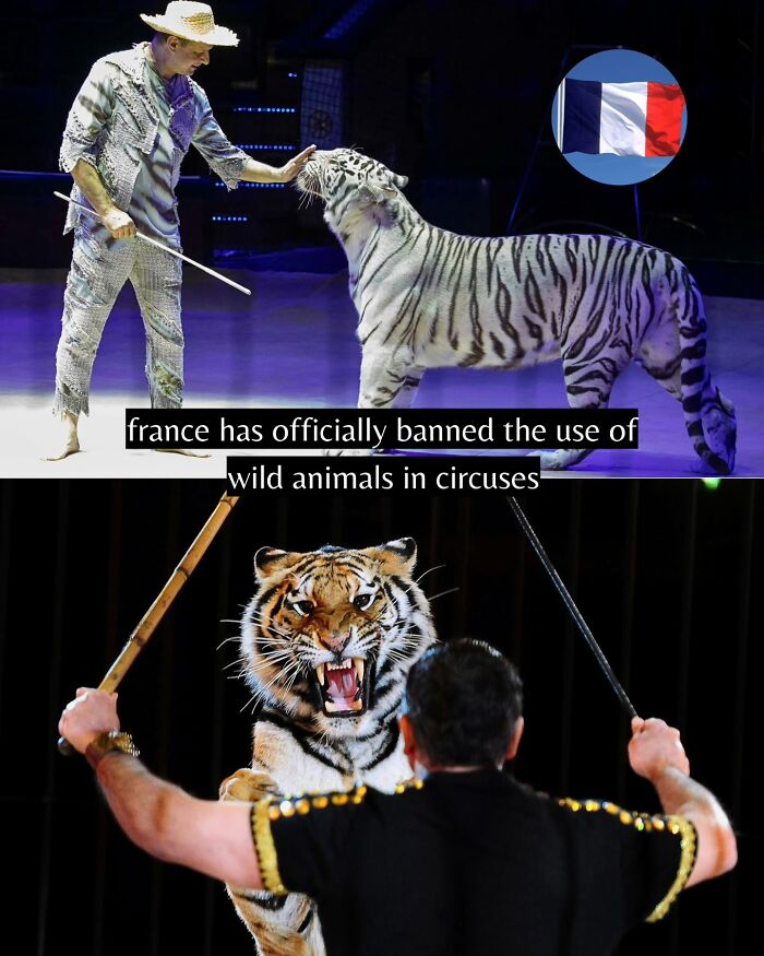 Performer interacting with tigers during a circus act, highlighting good news about wild animal protection worldwide.