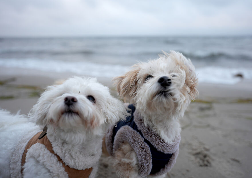 Two fluffy small dogs wearing jackets on a sandy beach with ocean waves in the background, showcasing cute small dog breeds.