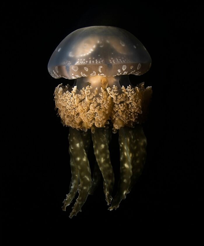 3rd Place Collective Portfolio Award 2021 - Alex Kydd