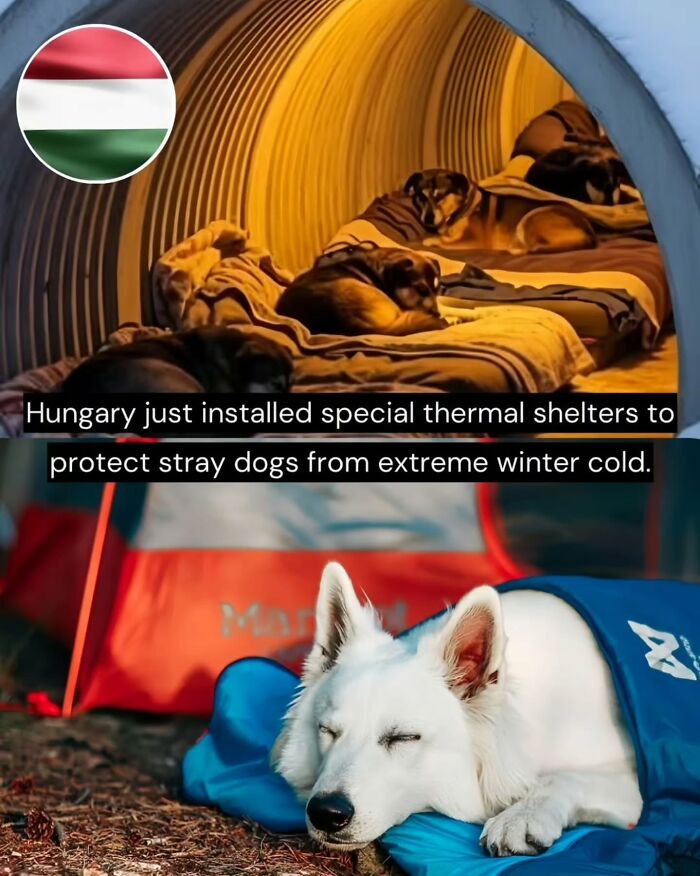 Stray dogs resting in thermal shelters and sleeping outdoors, highlighting good news from around the world.