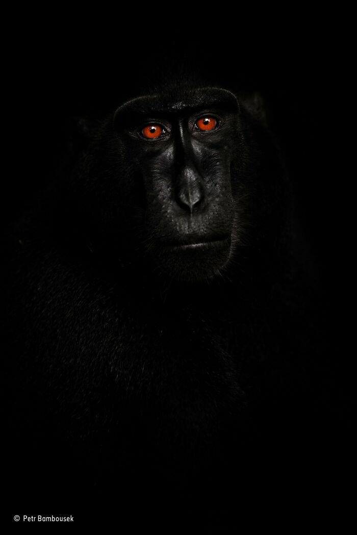 40 Incredible Wildlife Photos That Won Awards In Previous Years Of Wildlife Photographer Of The Year