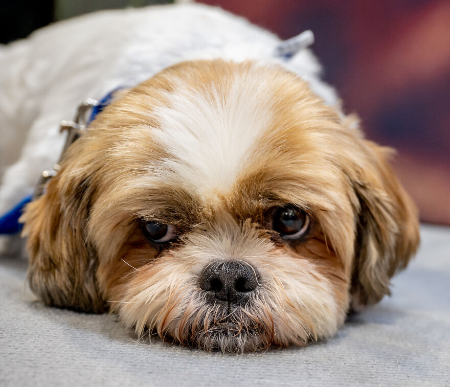 Small dog breed resting with expressive eyes and fluffy fur, showcasing one of the cutest small dog breeds.