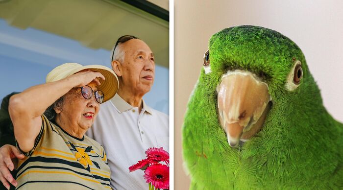 Elderly couple standing together outdoors beside close-up of a green parrot, illustrating ethical and moral dilemmas.
