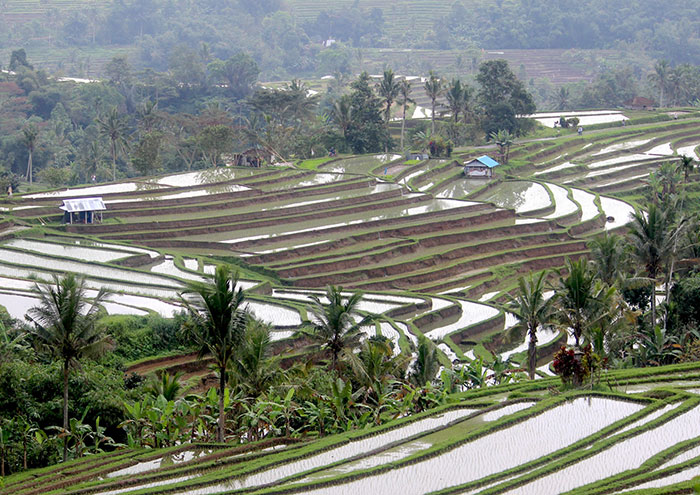 Terraced rice fields in Bali with lush greenery, linked to a horrifying discovery after a chilling ransom video incident.