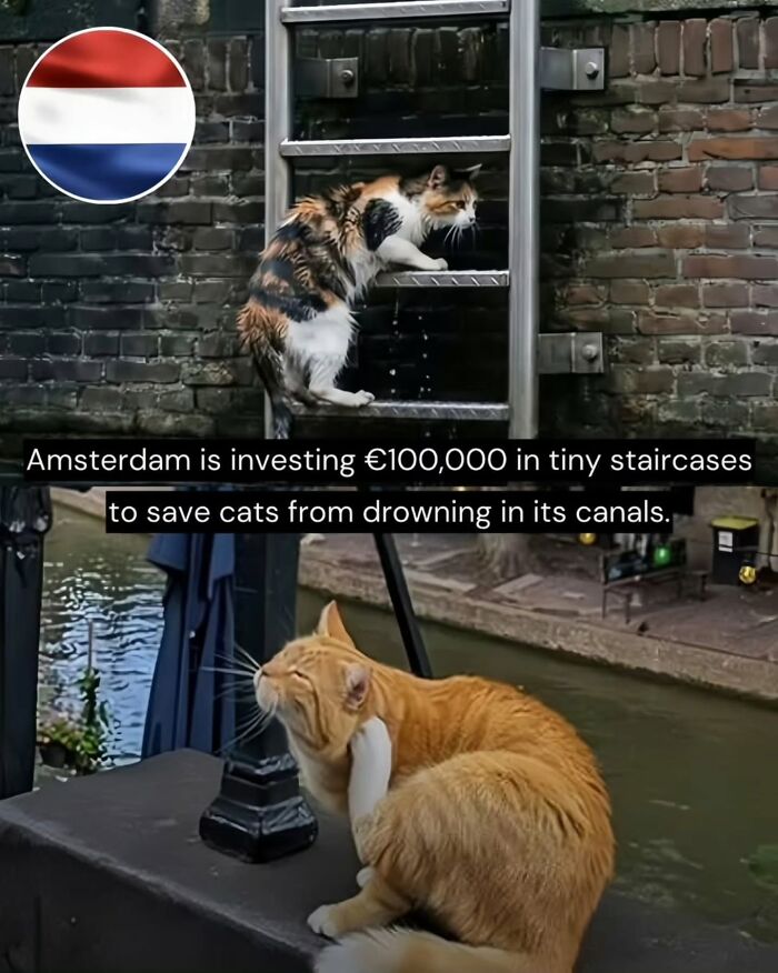 Cats using tiny staircases installed in Amsterdam canals as part of good news from around the world to improve life.