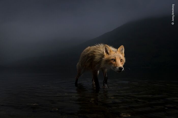 40 Incredible Wildlife Photos That Won Awards In Previous Years Of Wildlife Photographer Of The Year