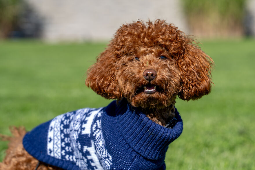 Cute small dog breed with curly brown fur wearing a blue patterned sweater outdoors on green grass.