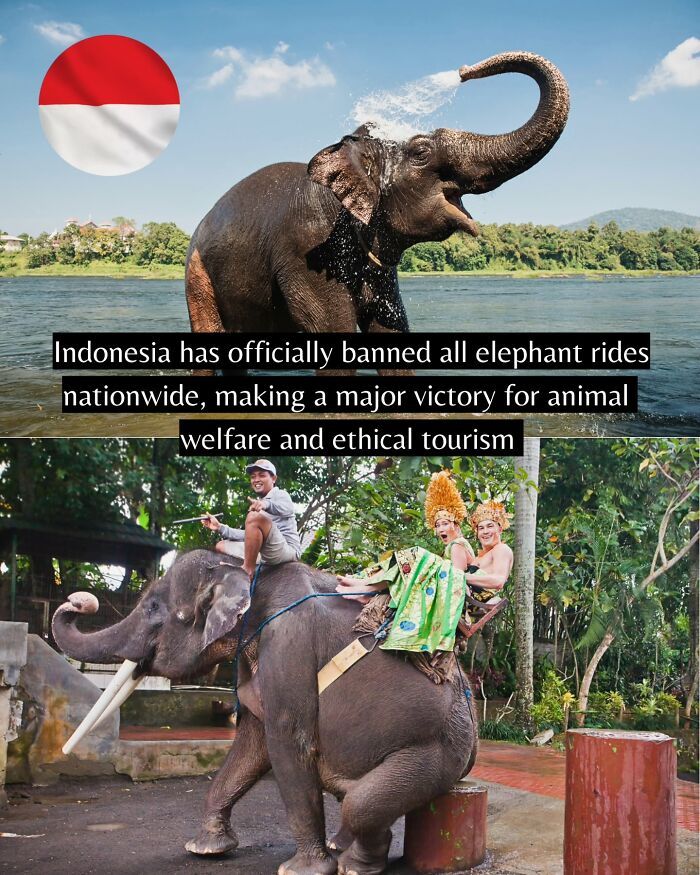 Elephant welfare improves in Indonesia with nationwide ban on elephant rides, highlighting ethical tourism and good news worldwide.