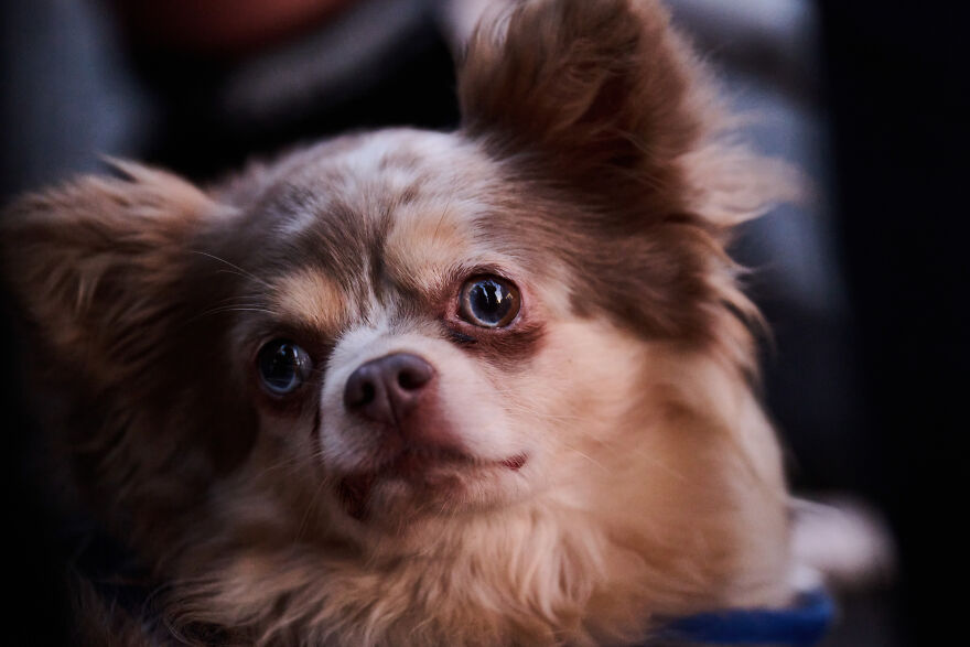 Close-up of a small dog with fluffy fur and big eyes, showcasing one of the cutest small dog breeds.