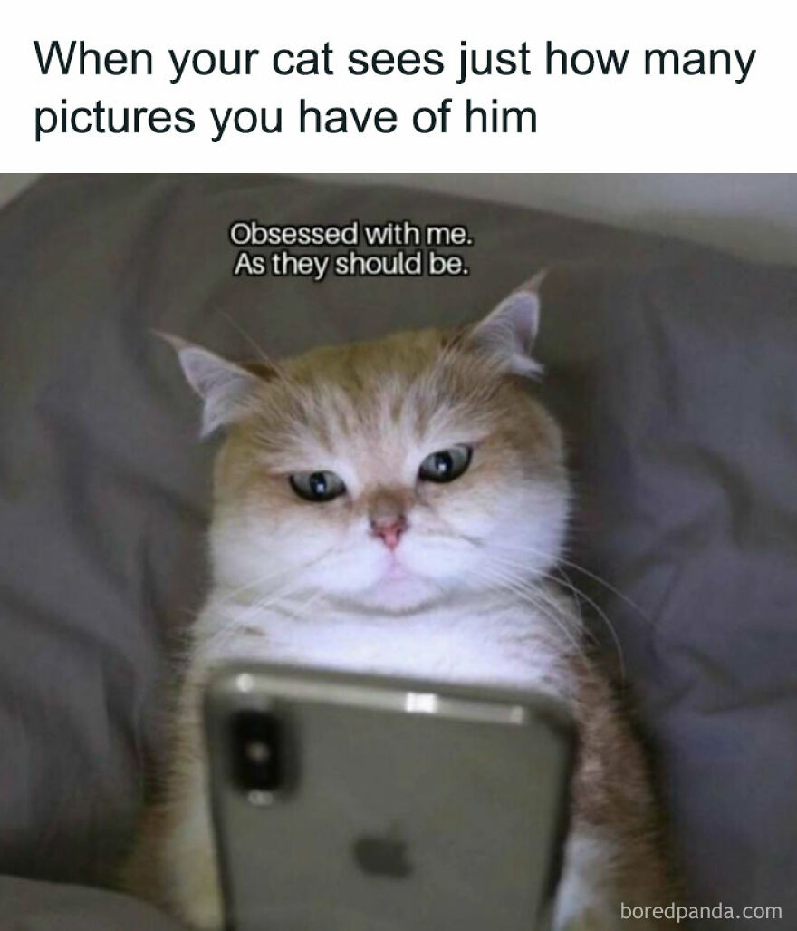 Cat meme showing a cat looking at a phone with a caption about being obsessed, highlighting chucklesome cat memes.