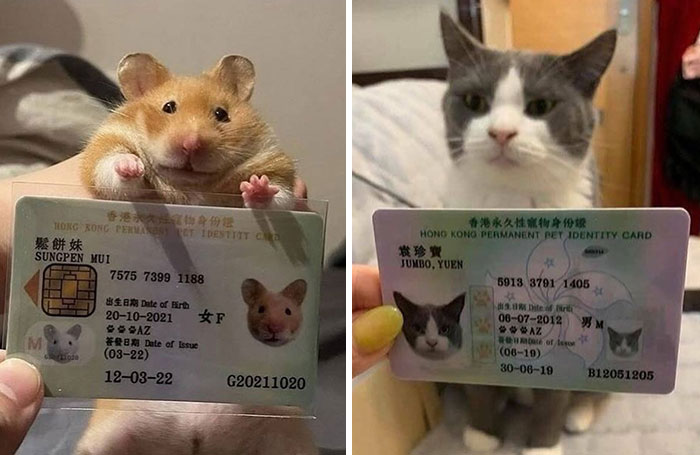 Hamster and cat holding Hong Kong permanent pet identity cards, showcasing uplifting moments of pet appreciation.