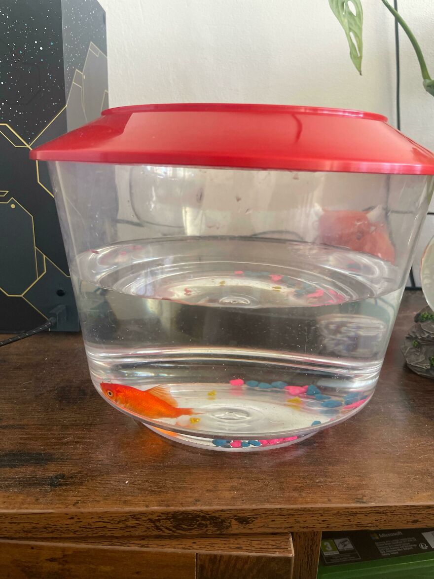 Clear plastic fish bowl with a red lid containing an orange fish and colorful gravel on a wooden surface for weird animal laws.