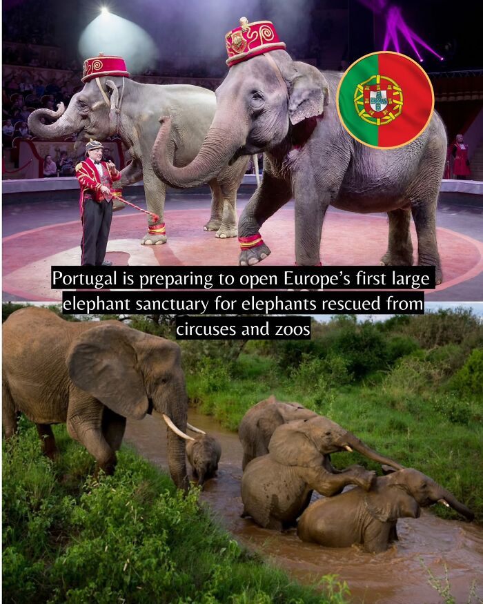 Elephants performing in a circus and elephants enjoying a sanctuary, highlighting good news from around the world.