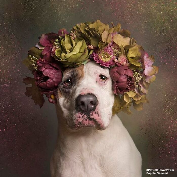 These Powerful Portraits Of Pit Bulls Wearing Flowers Continue To Change How People See Shelter Dogs (37 New Pics)-Interview