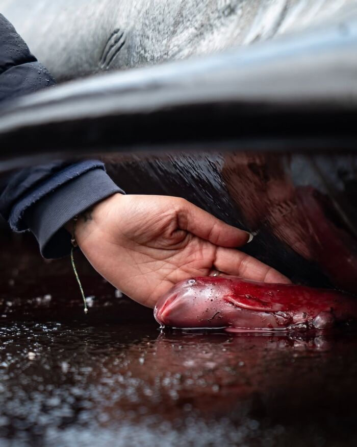 1st Place Conservation (Impact) Photographer Of The Year 2025 - Hugo Bret