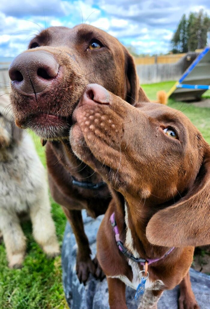 Two brown dogs nuzzling each other outdoors, capturing a heartwarming daycare moment for dog owners.