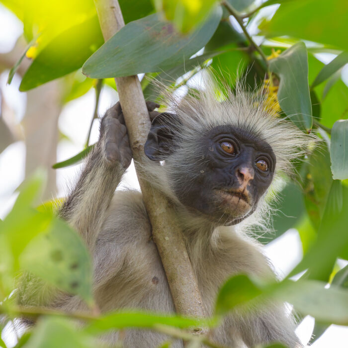 Piliocolobus Kirkii, Jozani Chwaka Bay National Park, Zanzibar Archipelago, Tanzania