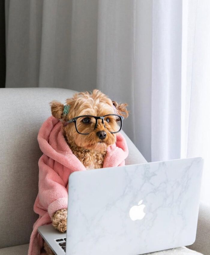 Dogs Working From Home Are Way More Productive (And Way Cuter) Than Us, And These Photos Prove It (51 Pics)