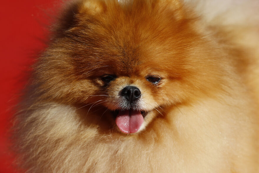 Fluffy Pomeranian dog with tongue out, representing cutest small dog breeds with thick orange fur against red background.