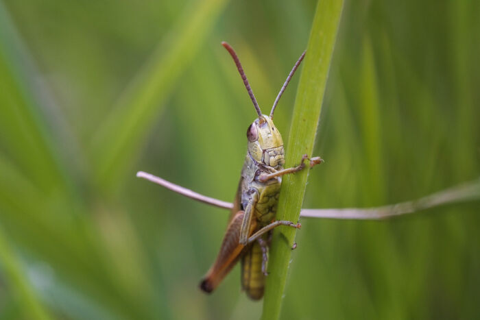 Close-up of a grasshopper on a green plant, illustrating a bizarre instance of culture shock for foreigners outdoors.