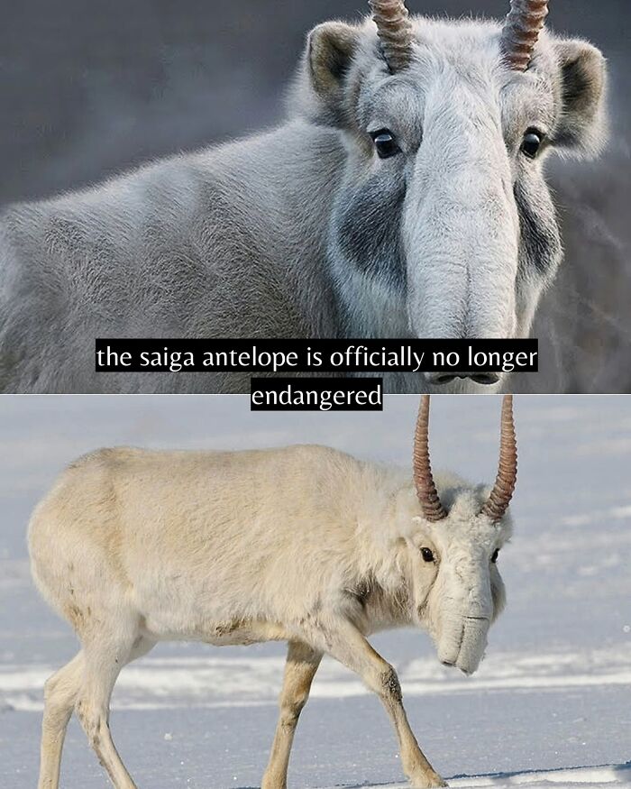 Saiga antelope in snowy habitat, symbolizing good news from around the world and conservation success.