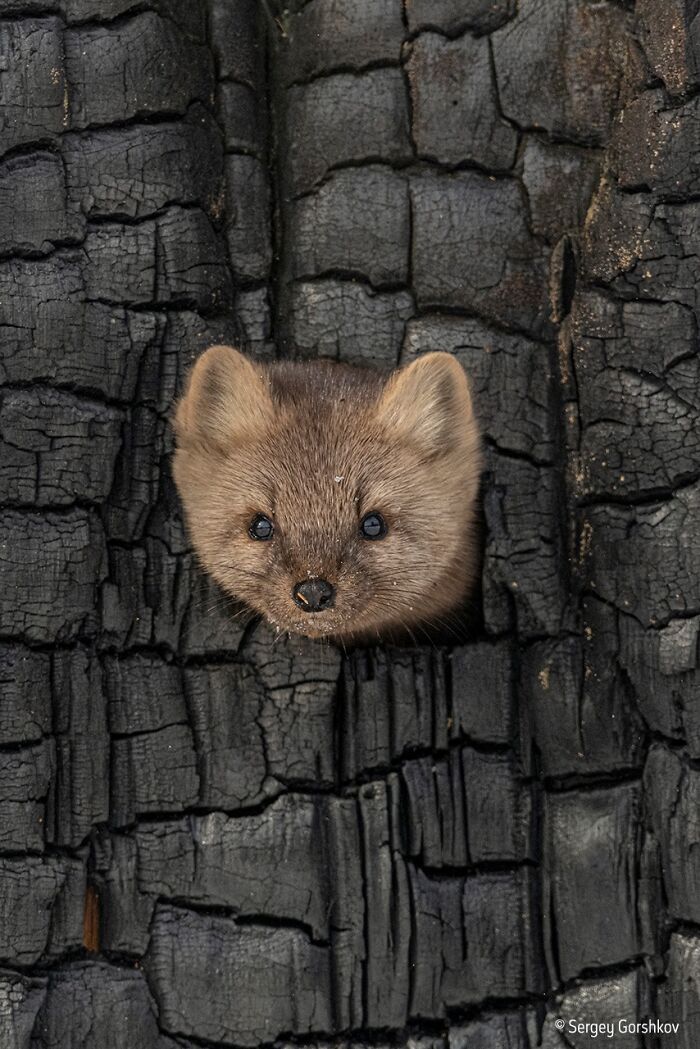 40 Incredible Wildlife Photos That Won Awards In Previous Years Of Wildlife Photographer Of The Year