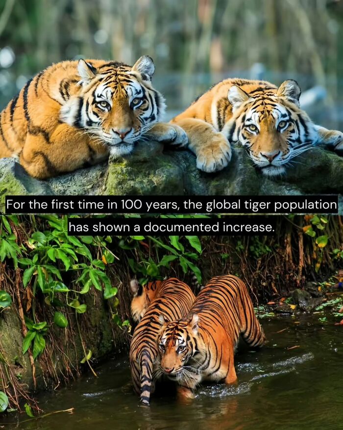 Two tigers resting and walking in water, highlighting good news about global tiger population increase.